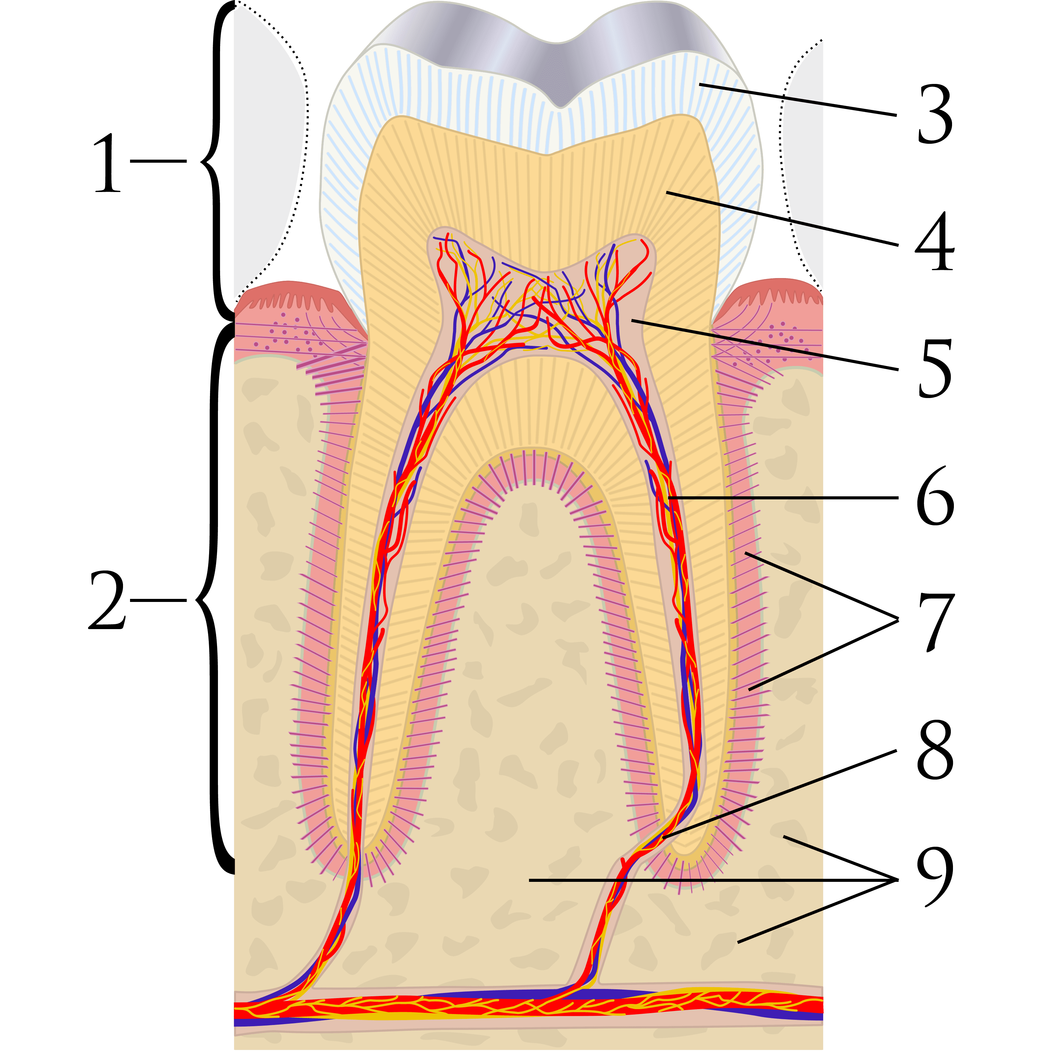 Labeled cross-section diagram of a human tooth showing enamel, dentin, pulp, and root